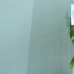 šikana rostlina experiment