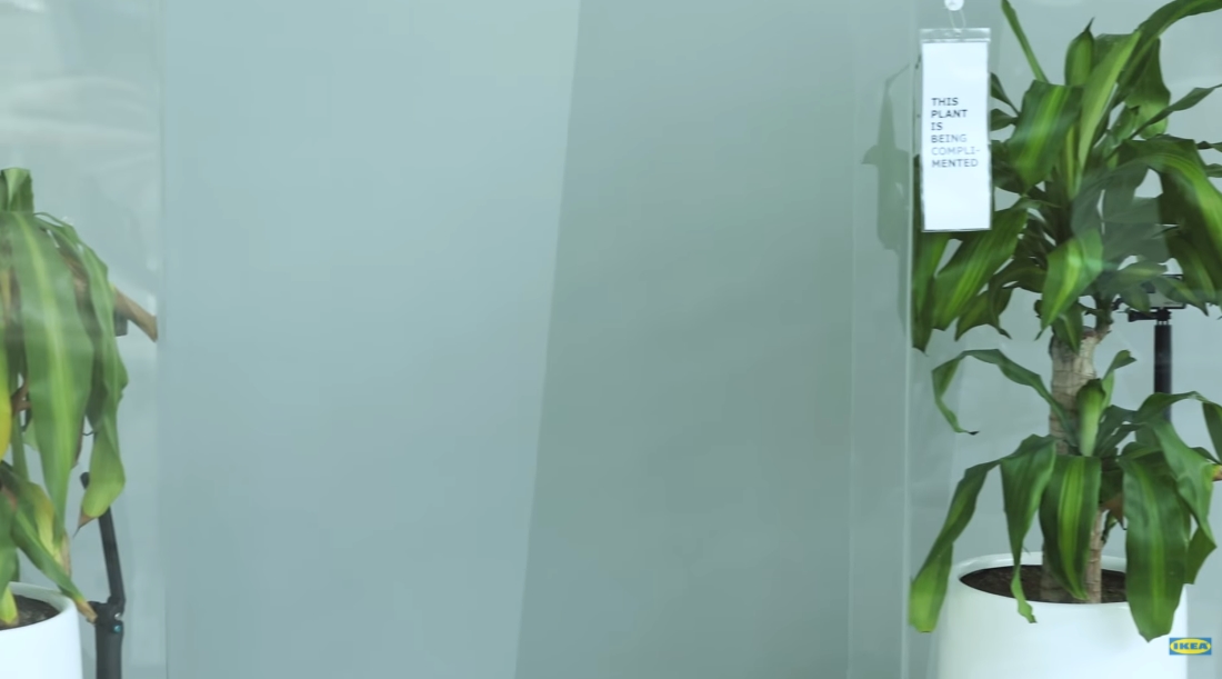 šikana rostlina experiment