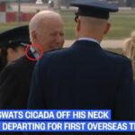 biden cikáda