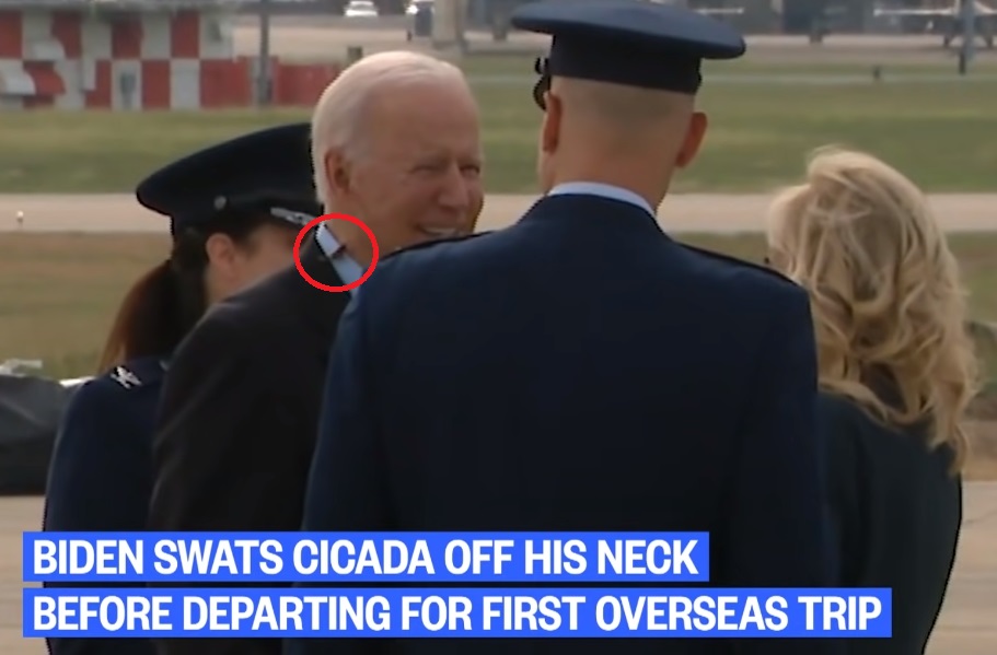 biden cikáda