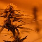 marihuana konopí piráti