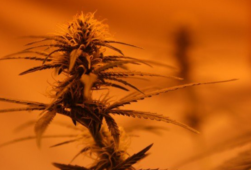 marihuana konopí piráti