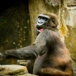 zoo očkování covid