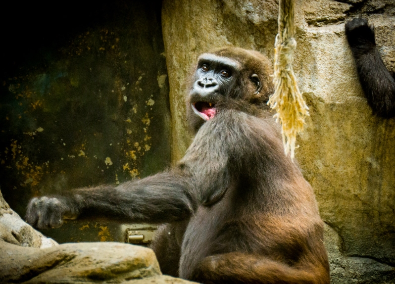 zoo očkování covid