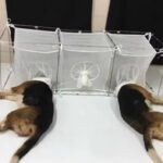 fauci experiment štěňata