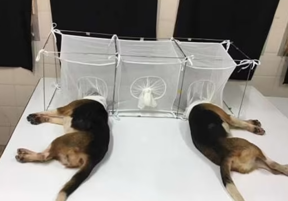 fauci experiment štěňata