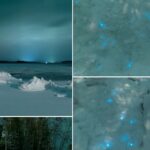 arktida Bioluminiscence