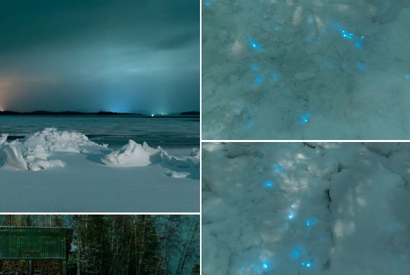 arktida Bioluminiscence