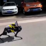 robotický pes covid