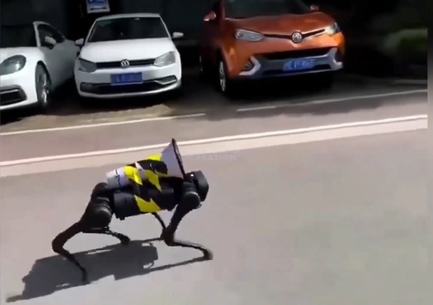 robotický pes covid