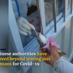 test covid ryby