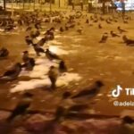 sarajevo ptáci