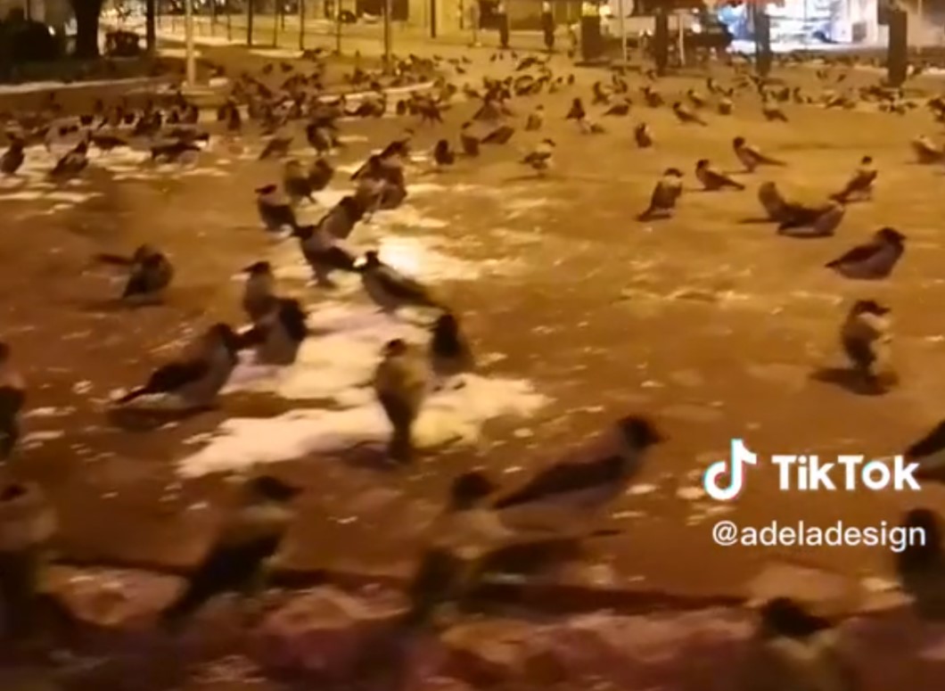 sarajevo ptáci