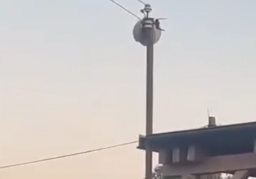 Gajary migranti