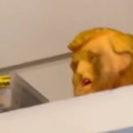 figurka trump