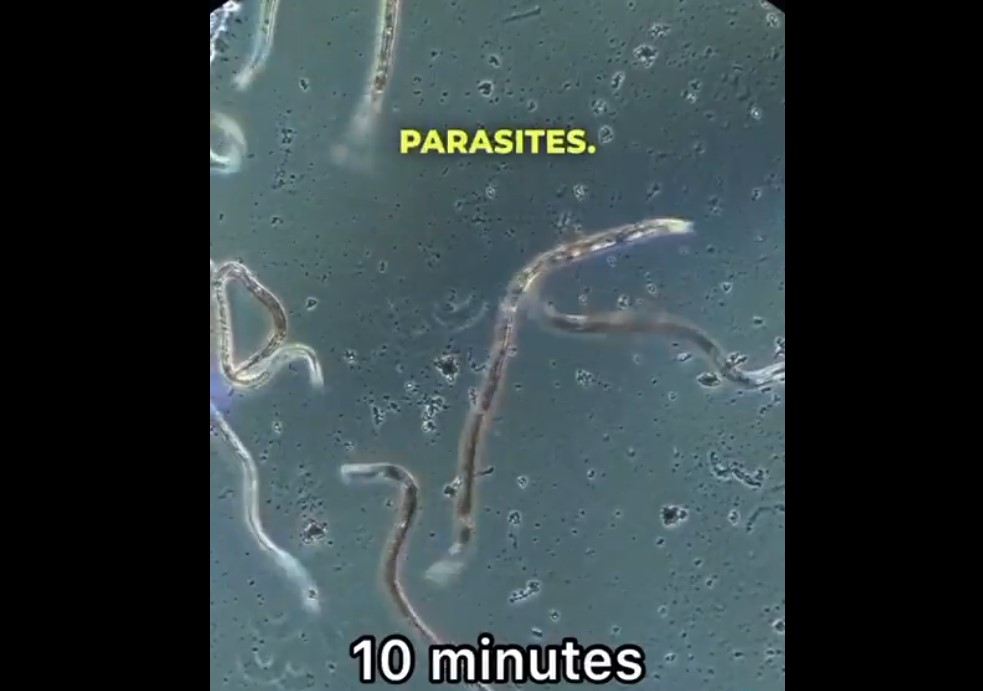 ivermectin parazité