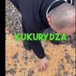kukuřice ukrajina cement